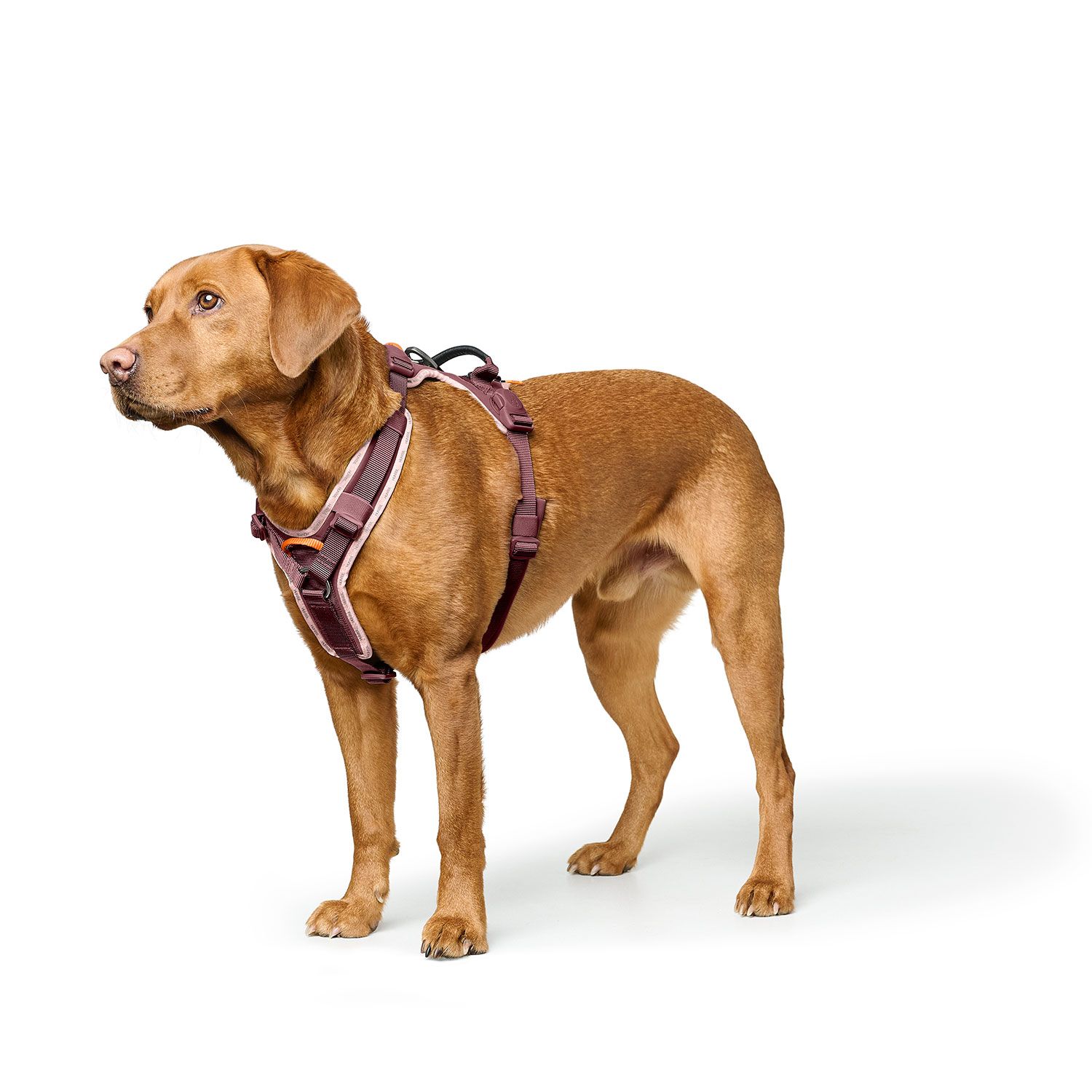 HUNTER Harness ErgoMove Pro™ Vinröd - olika storlekar - 6