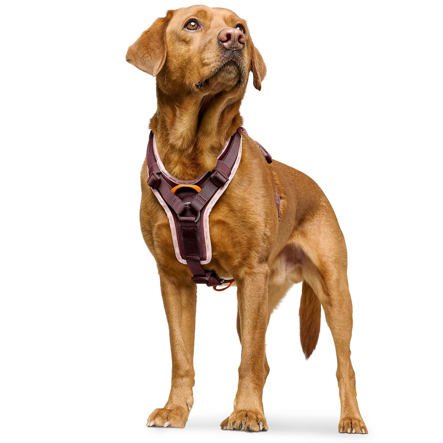 HUNTER Harness ErgoMove Pro™ Vinröd - olika storlekar - 3