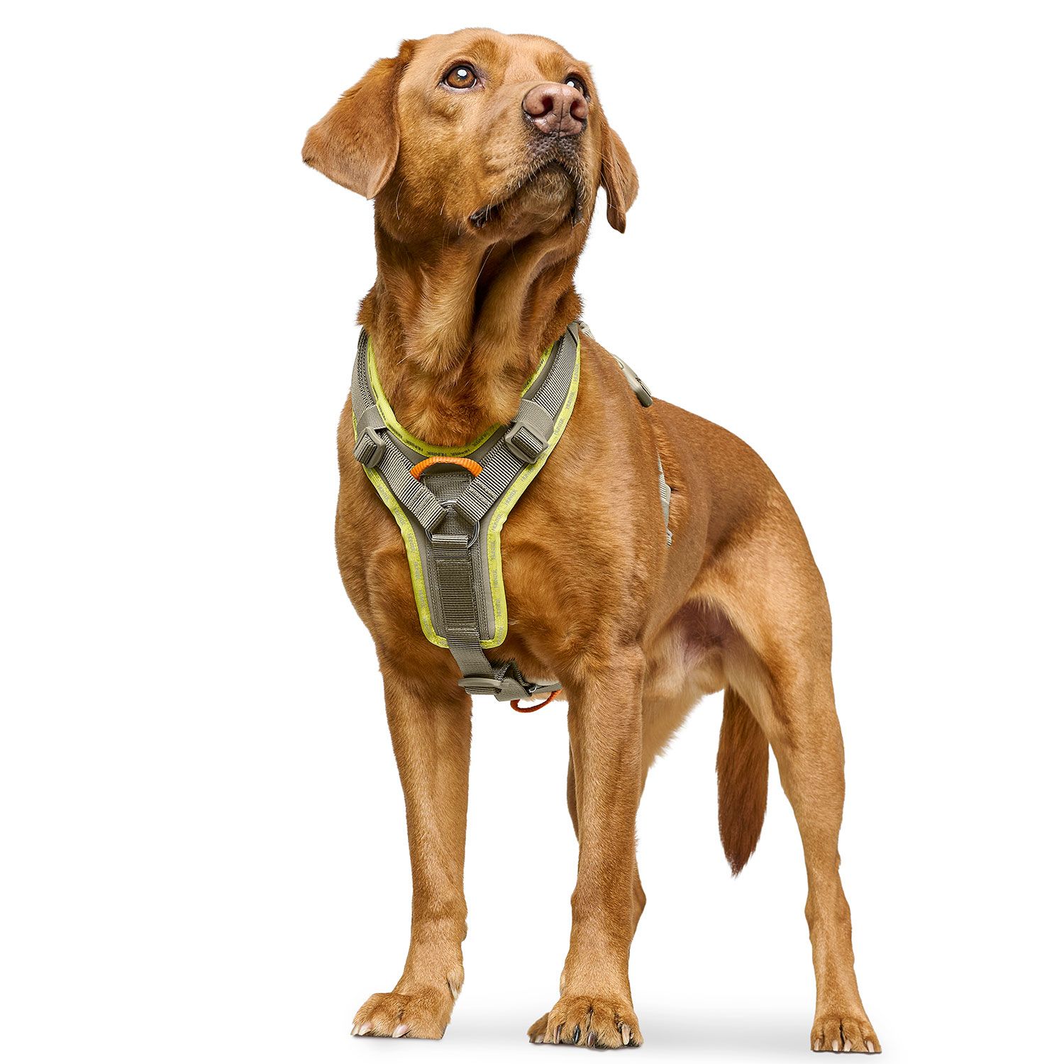 HUNTER Harness ErgoMove Pro™ Grågrön- olika storlekar - 3
