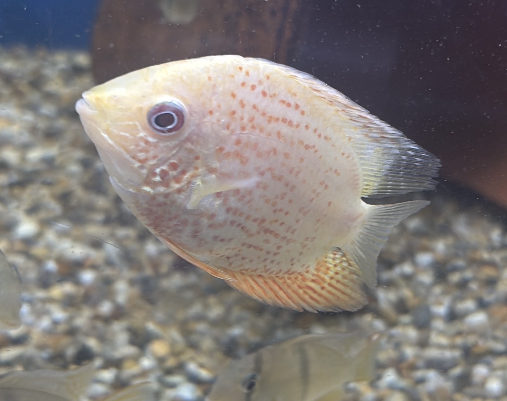Hantelciklid Red Spot (Heros efasciatus)