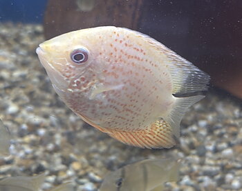 Hantelciklid Red Spot (Heros efasciatus)