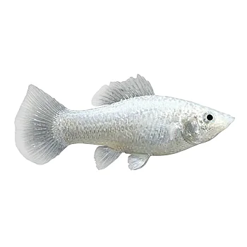 Silvermolly (Poecilia latipinna)