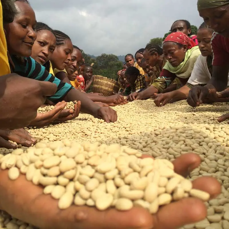 Gringo Nordic - Etiopien Dimtu Tero Farm - Washed - Ekologiskt (SE-EKO-04) mellanrostade hela kaffebönor - 250g - 3