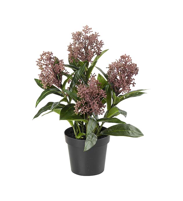 Skimmia i kruka