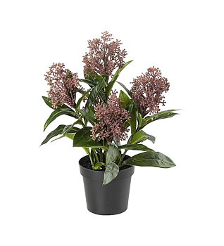 Skimmia i kruka
