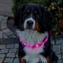 Flashing light band for long-haired dogs