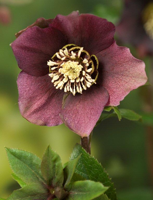Julros Pretty Ellen Purple barrotad  