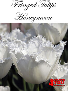 HONEYMOON FRANSAD TULPAN