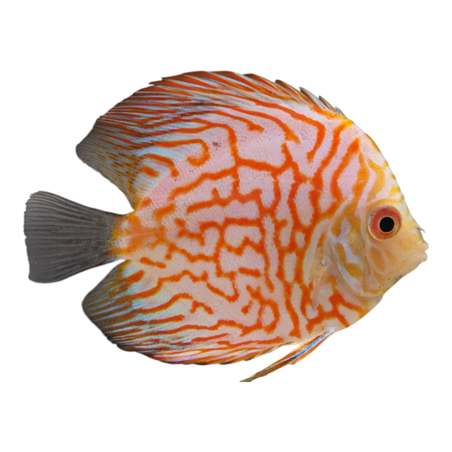 Discus Pigeon Red Stone 8-9cm (Symphysodon sp.)