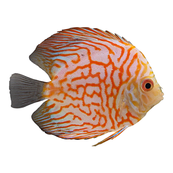 Discus Pigeon Red Stone 8-9cm (Symphysodon sp.)