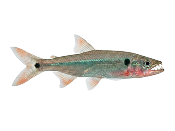 Sötvattensbarracuda (Acestrorhynchus falcirostris)