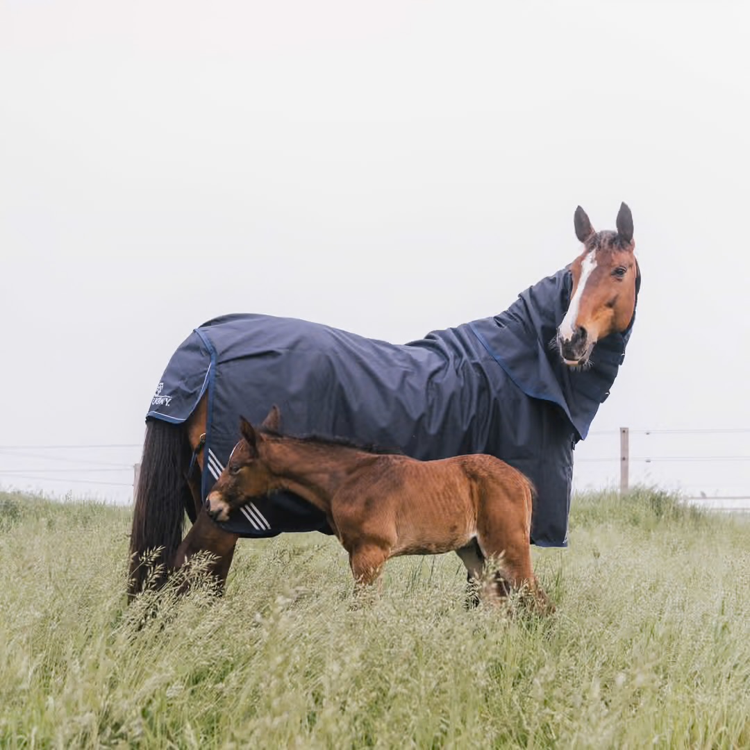 KENTUCKY Turnout Rug All Weather Waterproof Comfort Navy 100 gr - 5