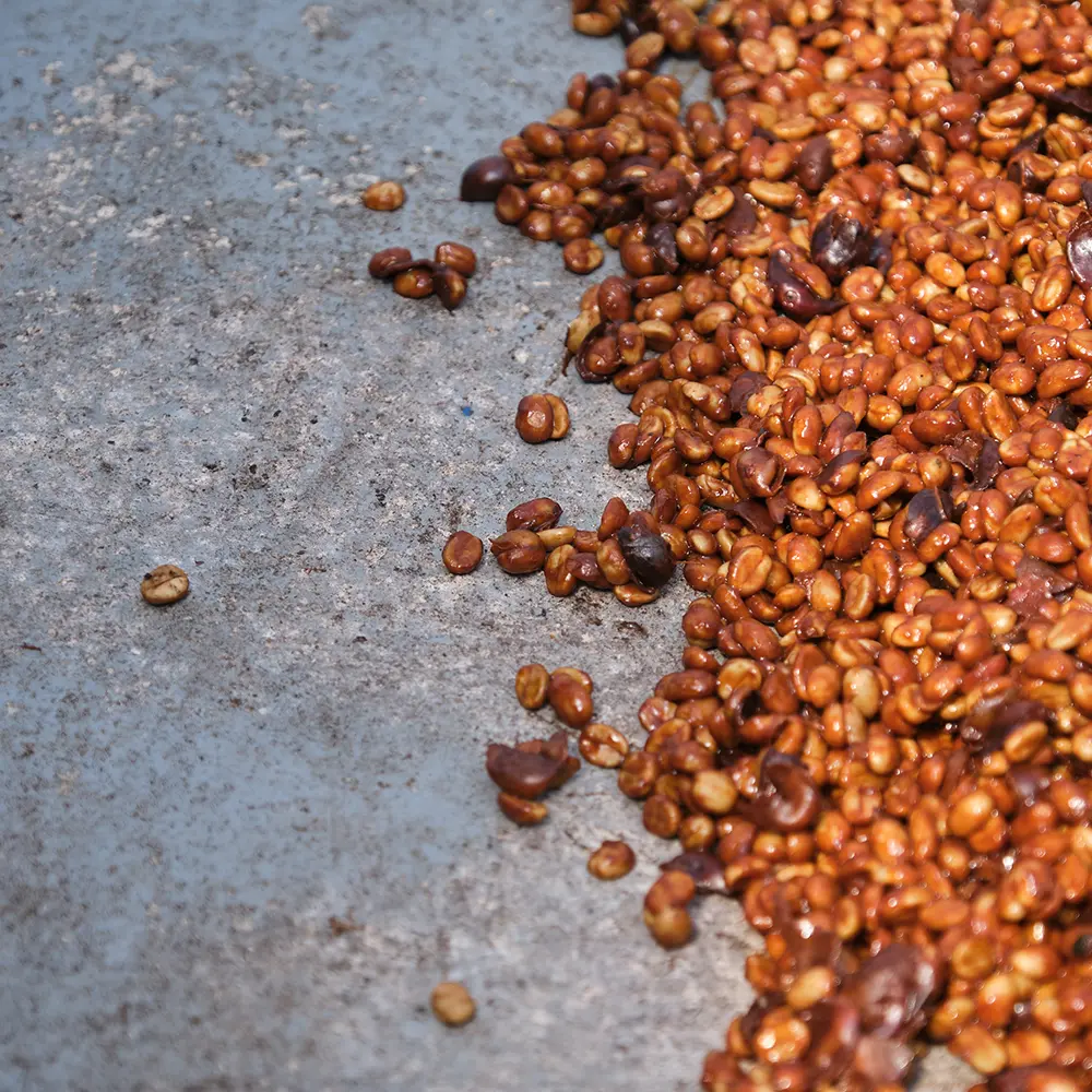 Gringo Nordic - Las Lajas Yellow Diamond Anaerobic Honey - Costa Rica - Ljusrostade hela kaffebönor - 250g - 4