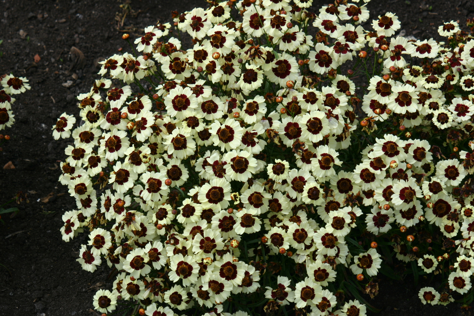 Coreopsis corusco cream red ,inkommande