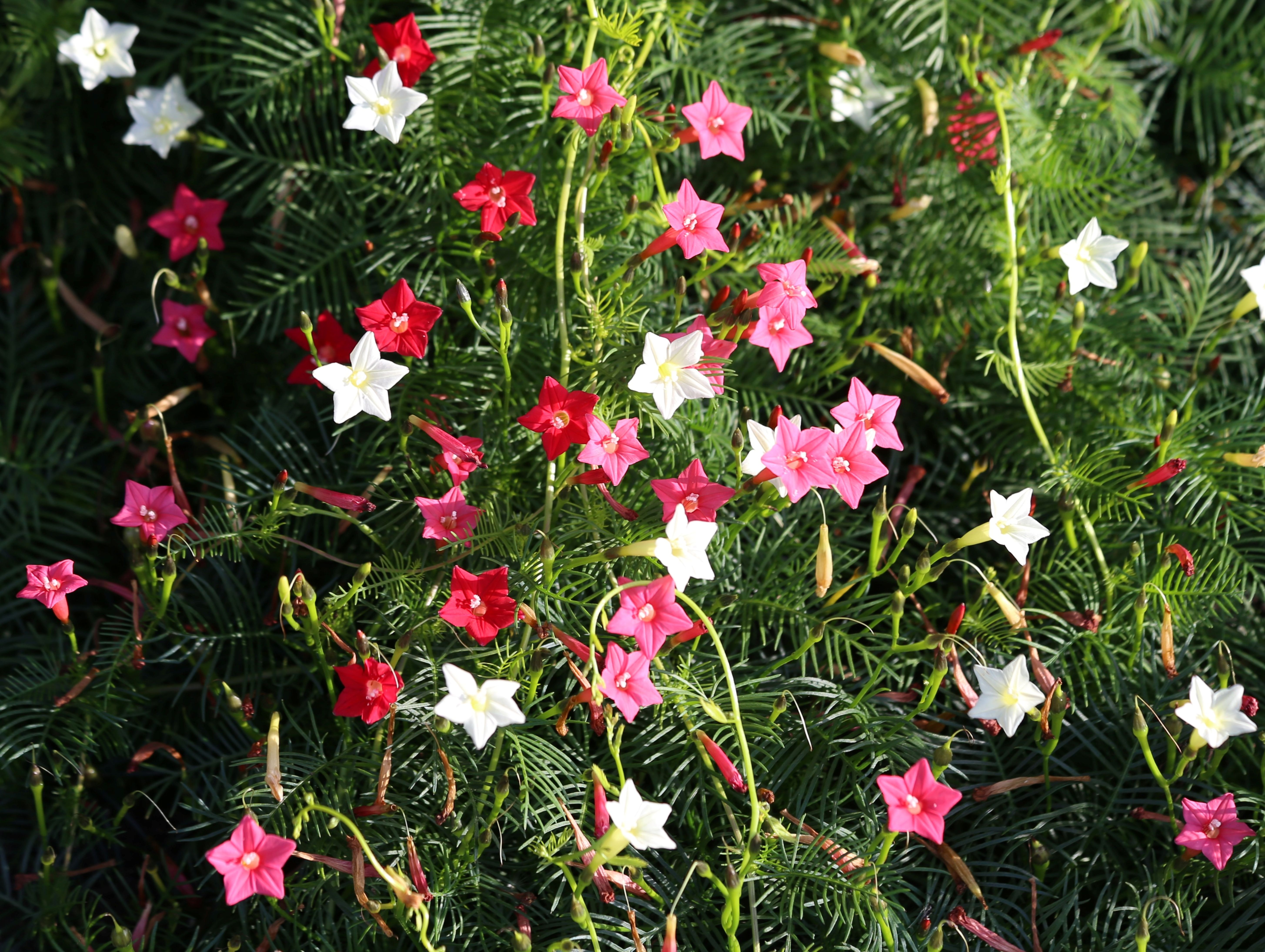 Blomma För dagen Gemstars Mix ,inkommande