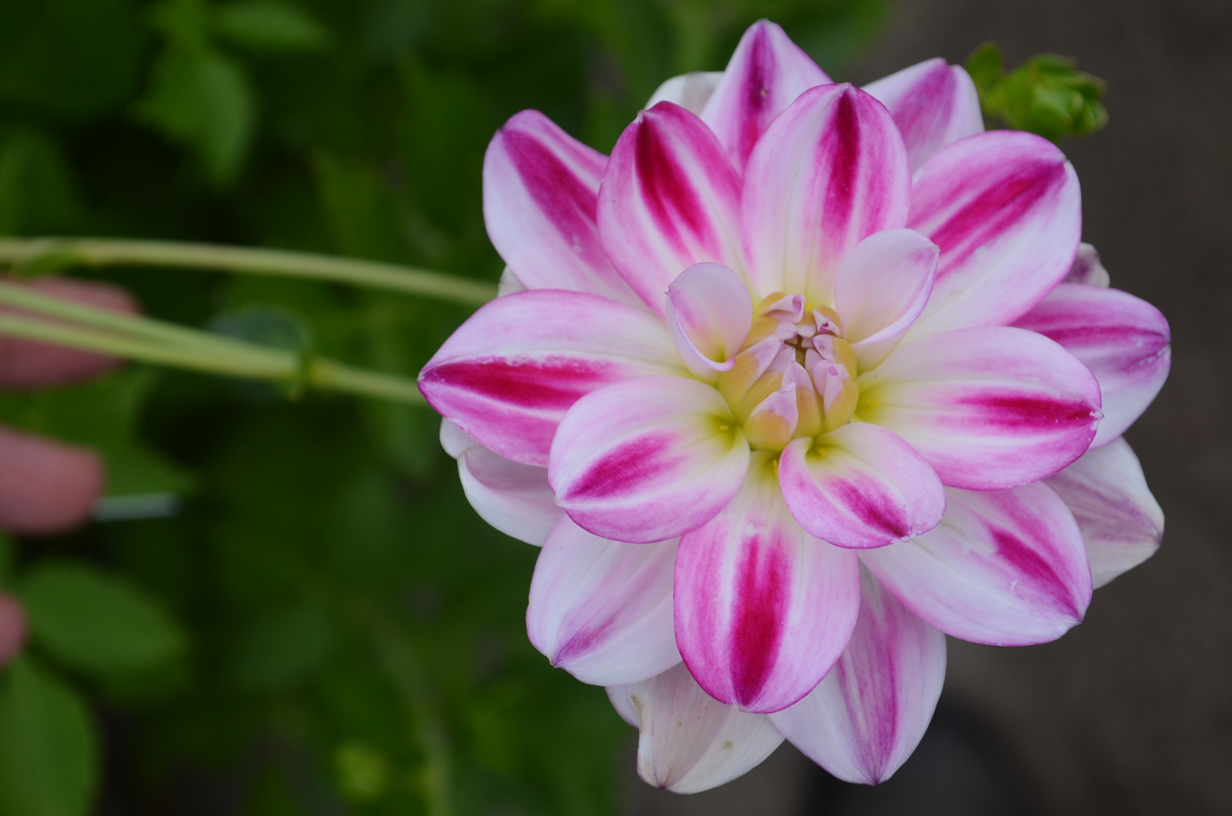 Dahlia Saint Martin   "Dekorativ "Nyhet 2027!