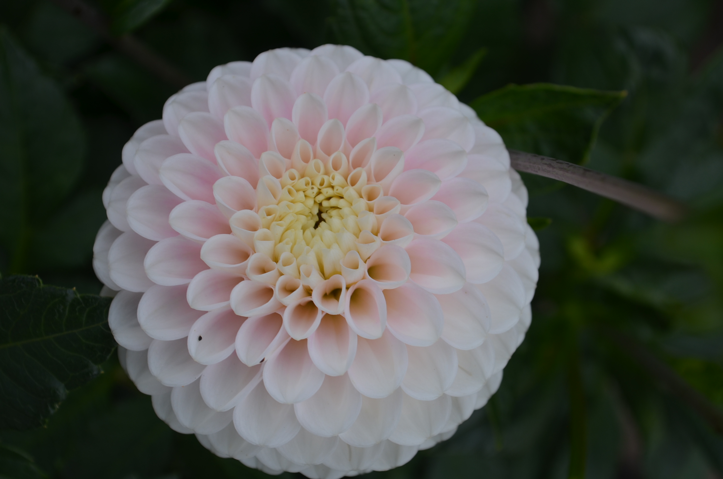 Dahlia knöl Wizard of Lightning  Boll" Nyhet 2027!
