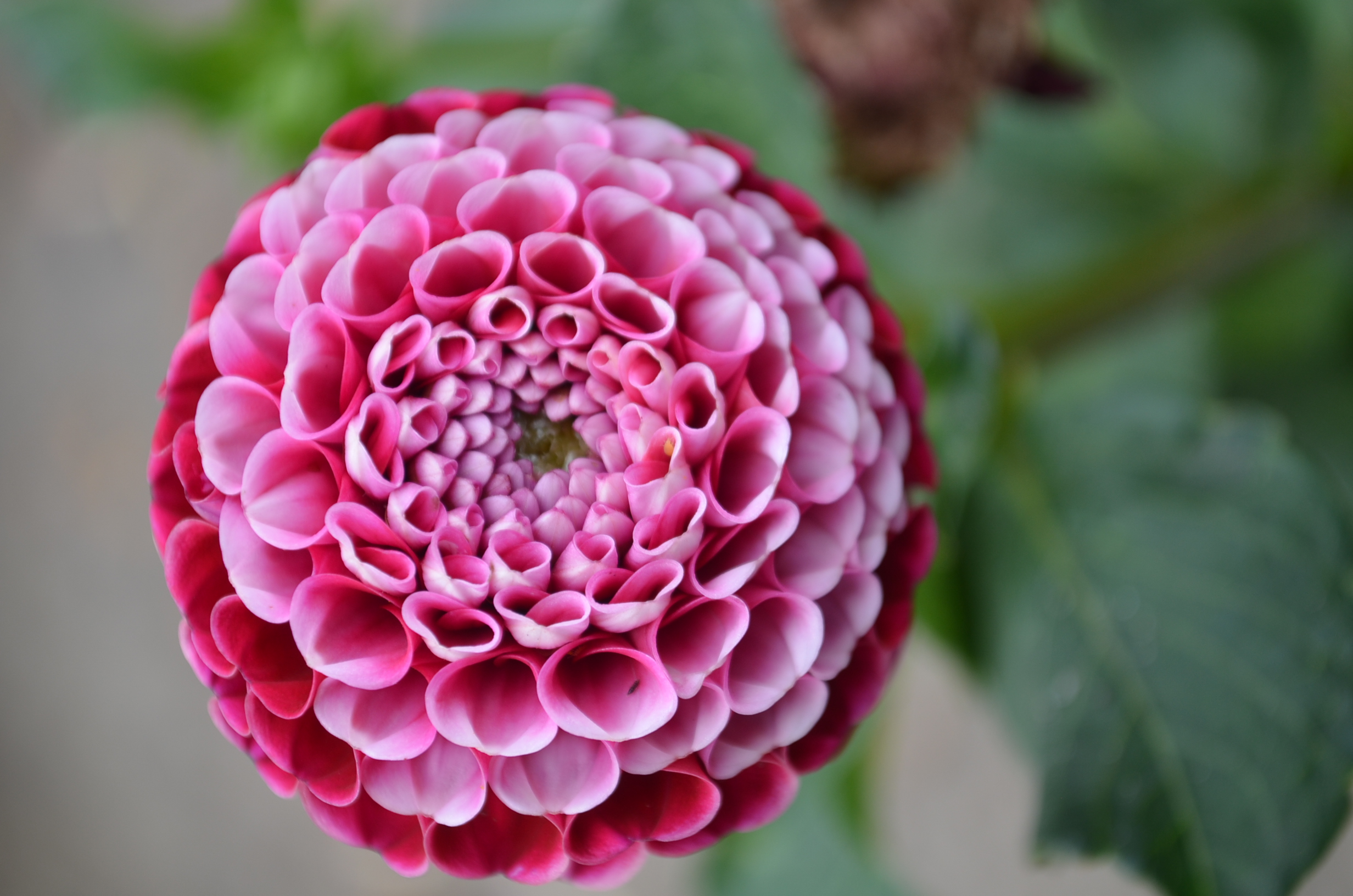 Dahlia  knöl Chick a Dee "Pompon"Nyhet 2027!