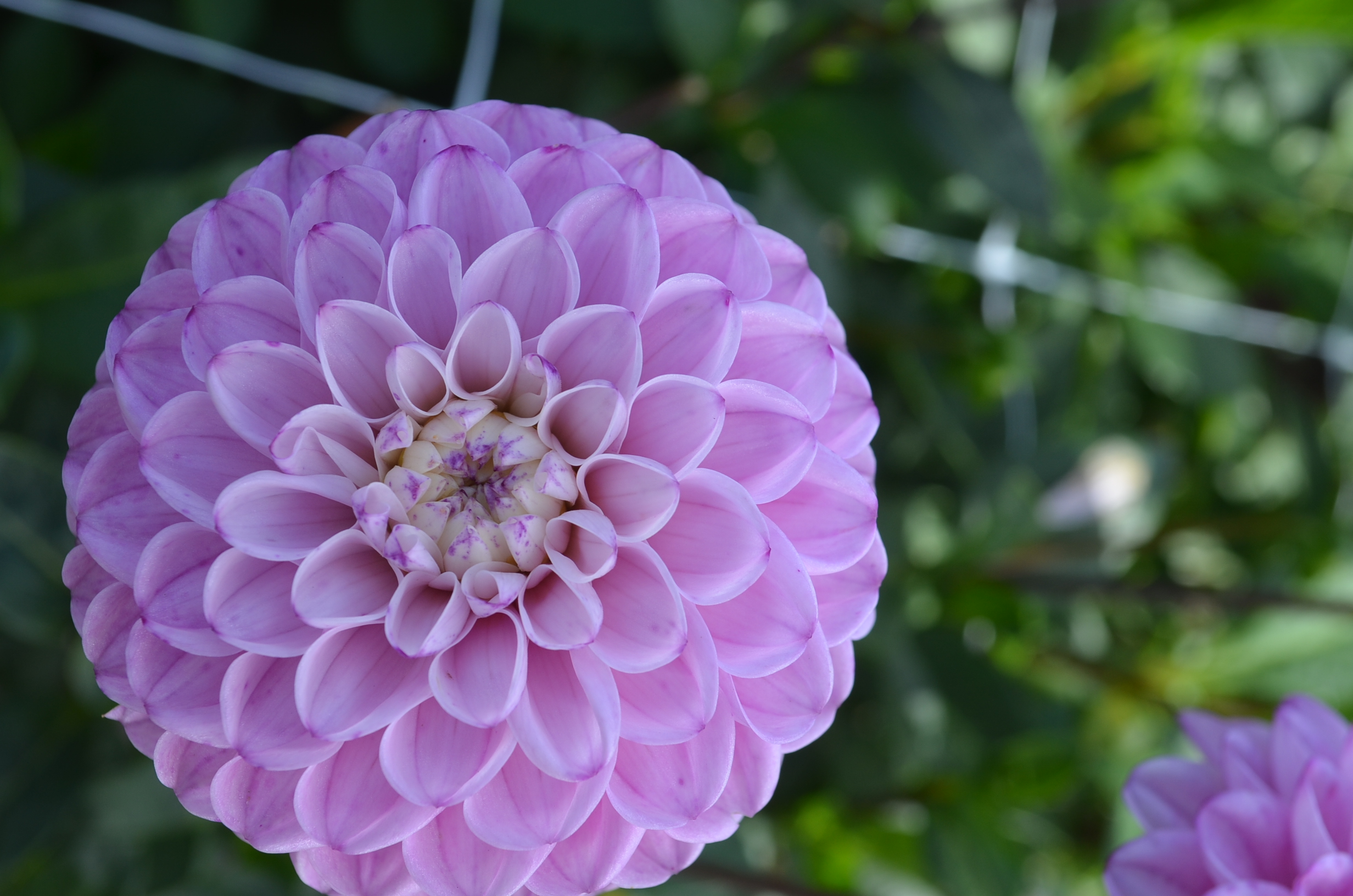 Dahlia  knöl Genova boll"Nyhet 2027!