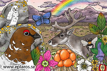 Vykort 10x15 cm Regnfjäll