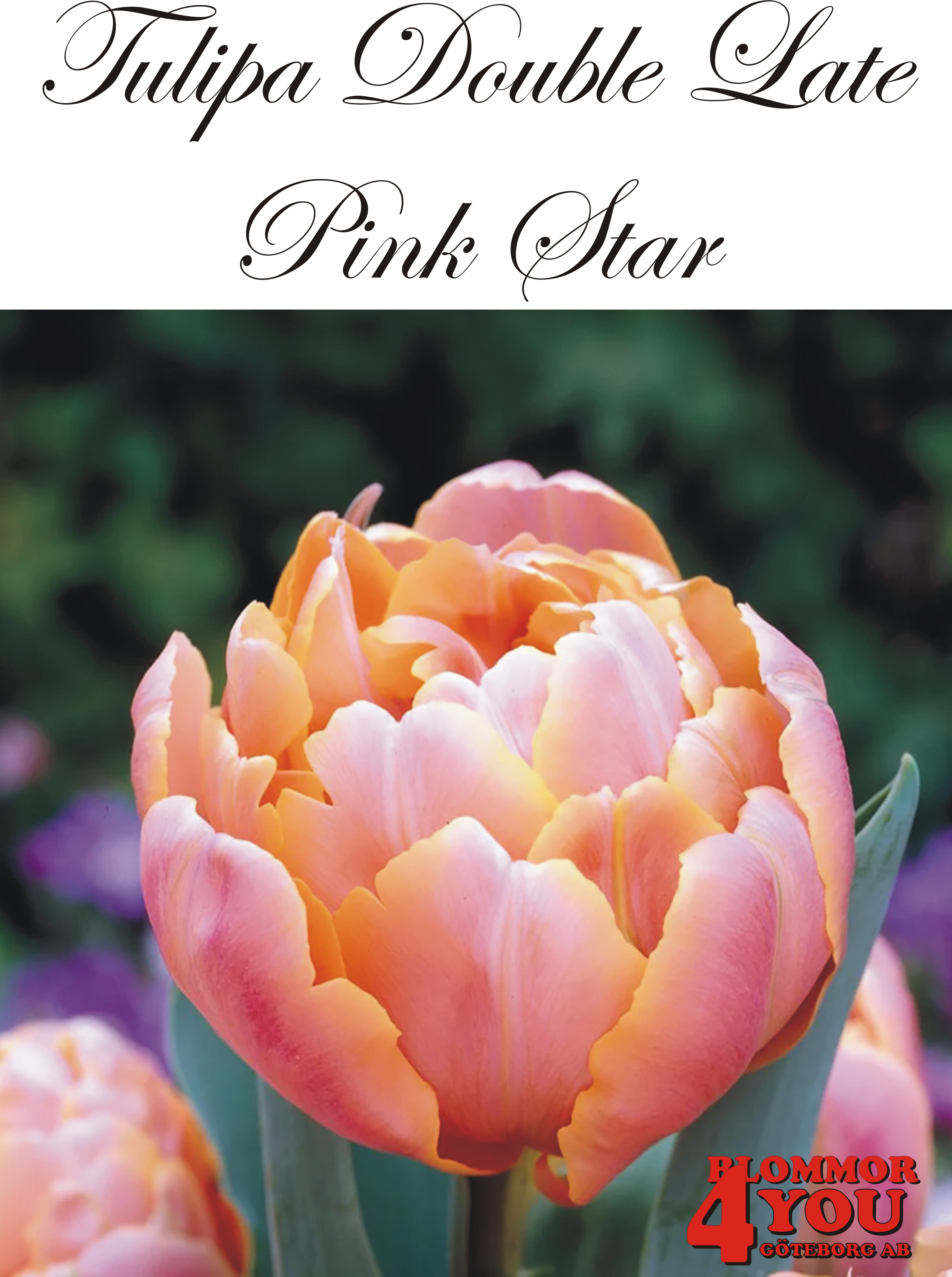 80770 PINK STAR DUBBEL SENTULPAN
