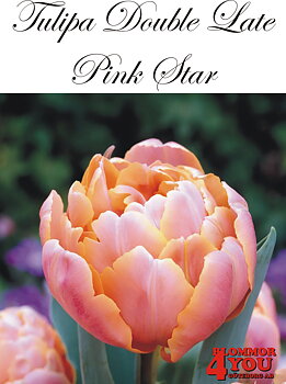80770 PINK STAR DUBBEL SENTULPAN
