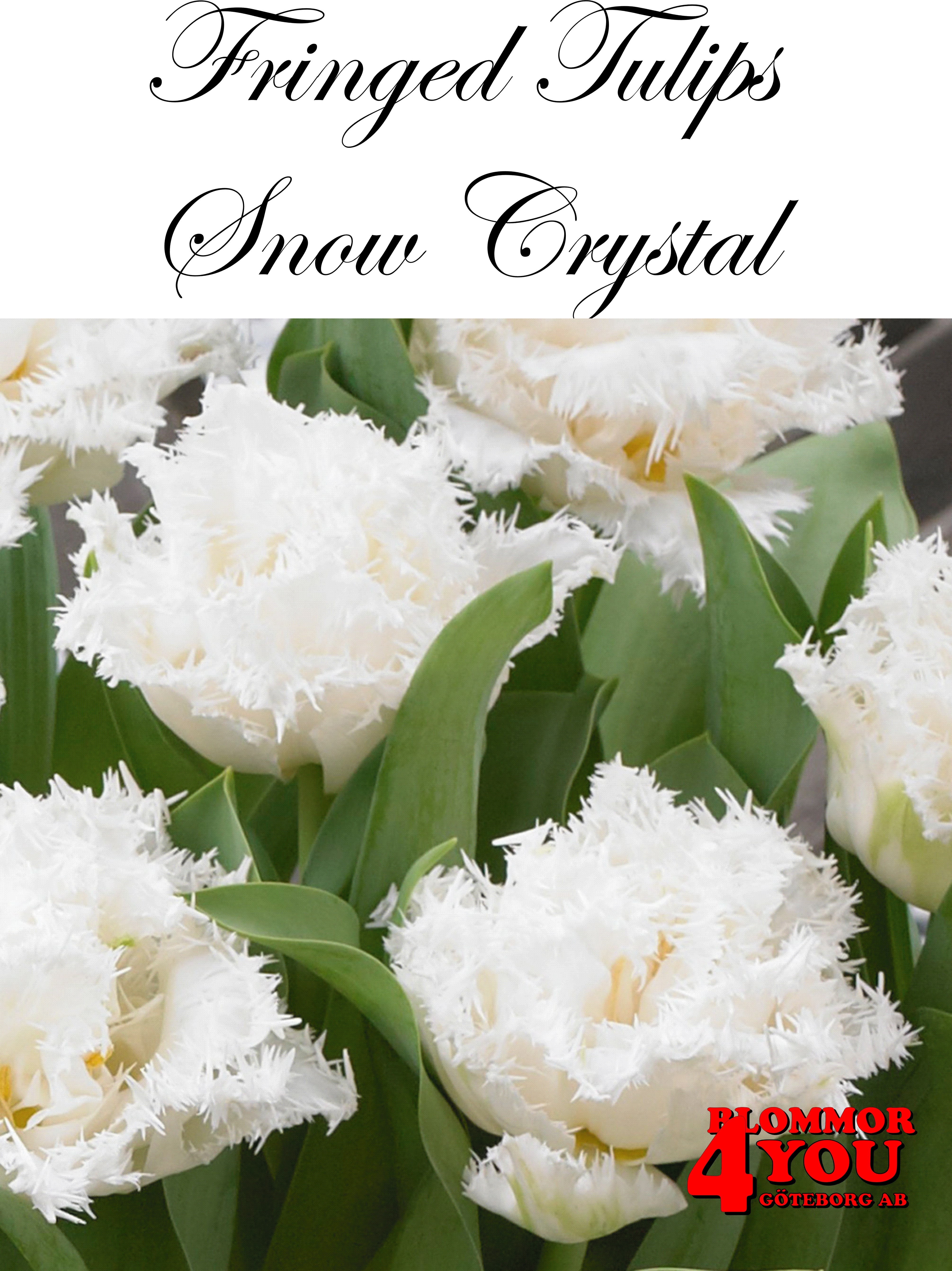 80660 SNOW CRYSTAL DUBBEL FRANSAD TULPAN