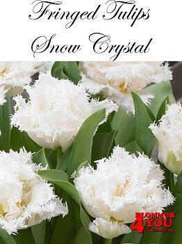 80660 SNOW CRYSTAL DUBBEL FRANSAD TULPAN
