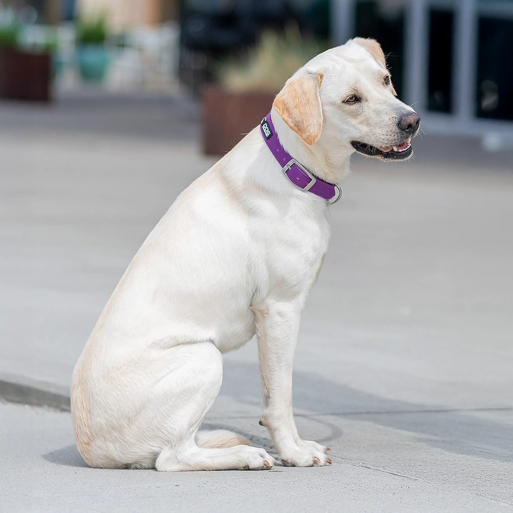 DOG Copenhagen Urban classic halsband - 5