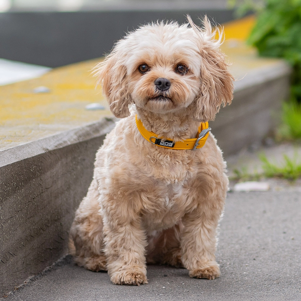 DOG Copenhagen Urban classic halsband - 8