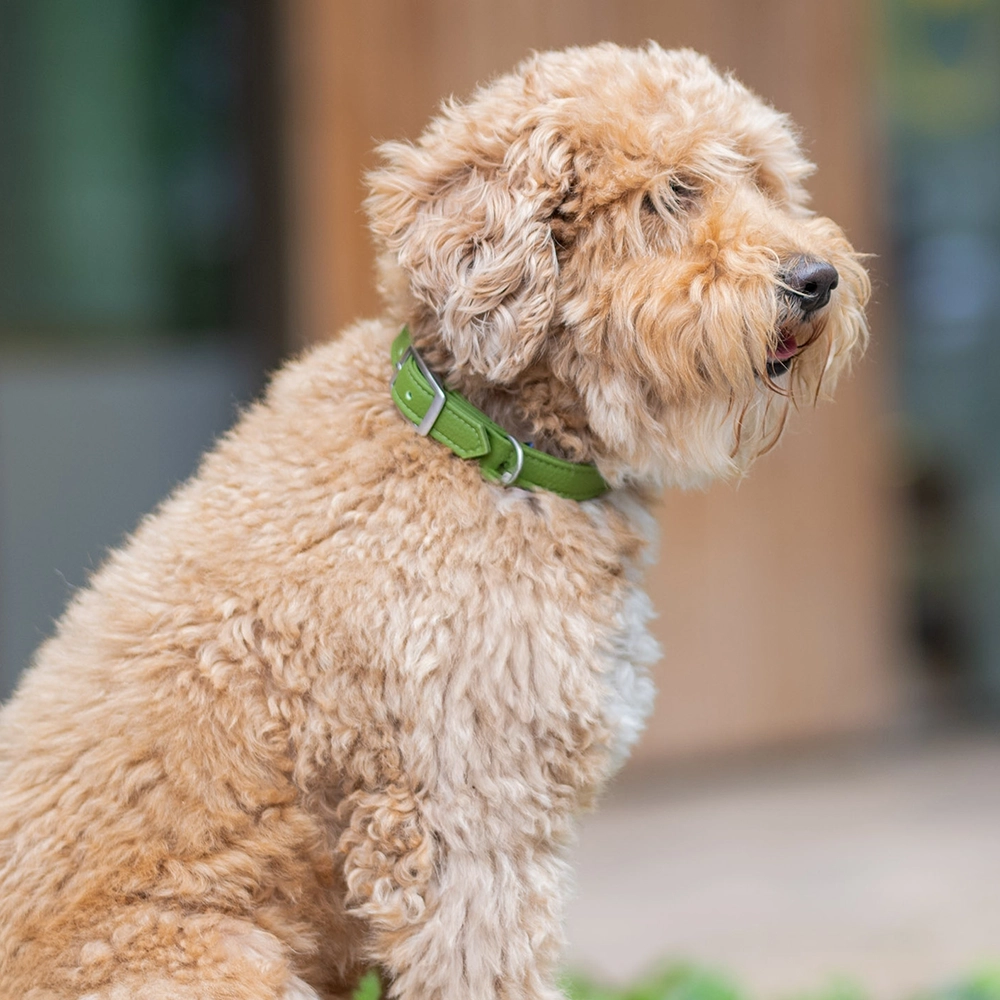 DOG Copenhagen Urban classic halsband - 7