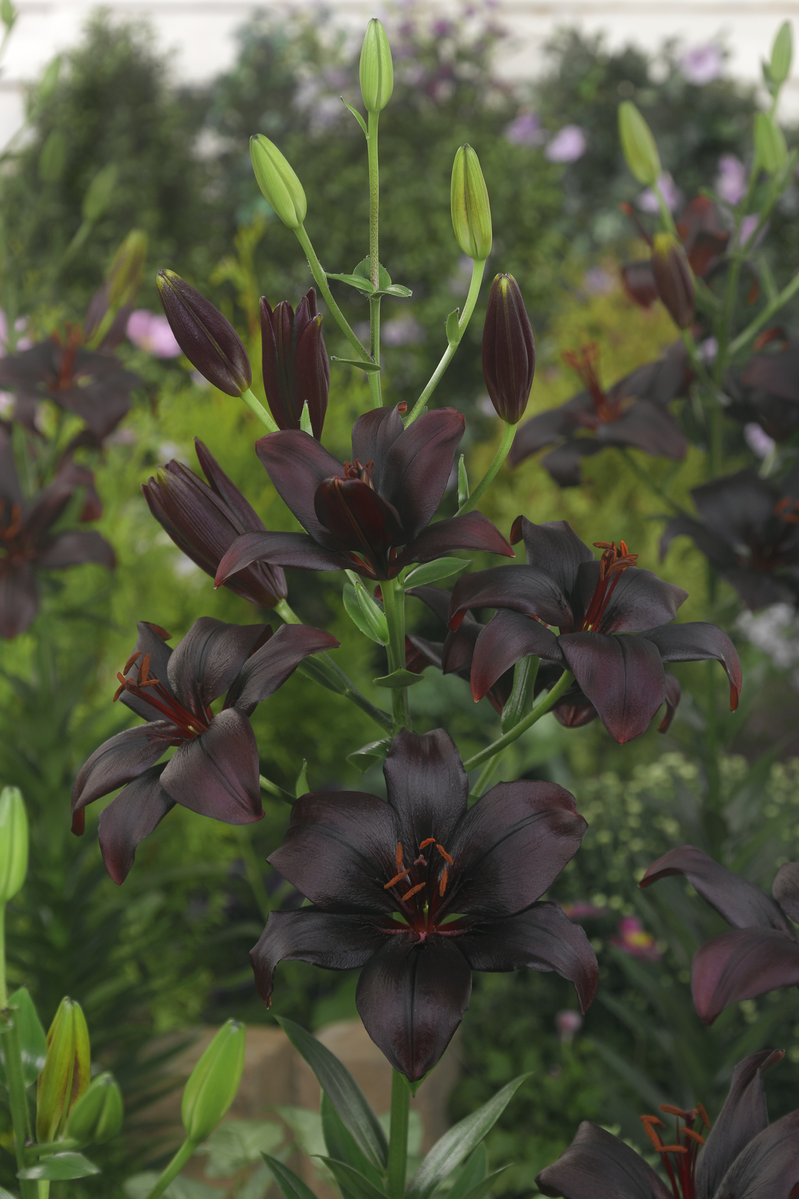 Lilja Black Charm 5-pack Nyhet 2027! - 2