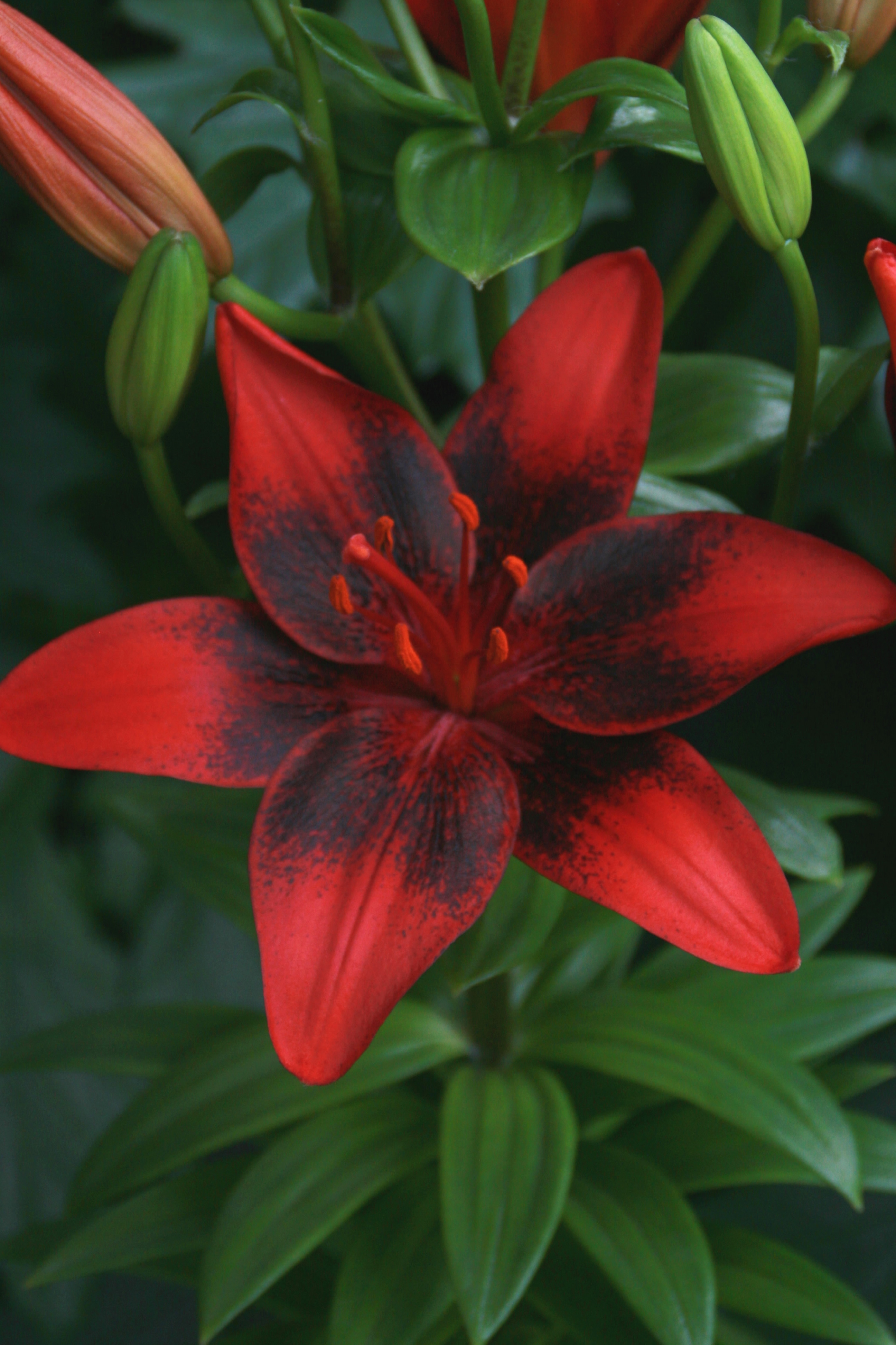 Lilja Glow Of Fire 5-pack Nyhet 2027!