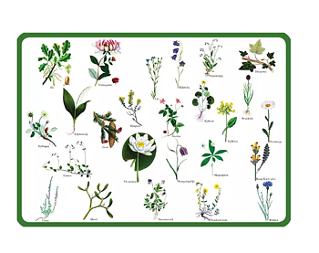 Bordsunderlägg landskapsblommor