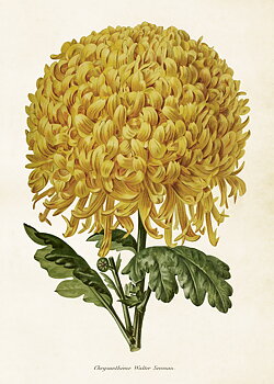Vintage-juliste Krysantemum 50x70 cm Sköna Ting
