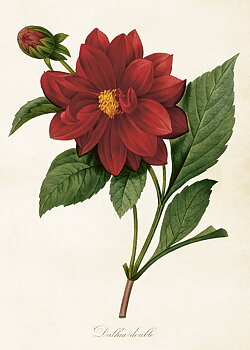 Juliste Vintage Dahlia 50x70 cm Sköna Ting