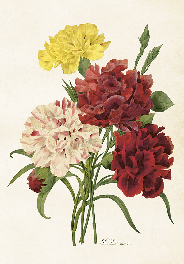 Plakat »Vintage Nejlika« 35 x 50 cm Sköna Ting