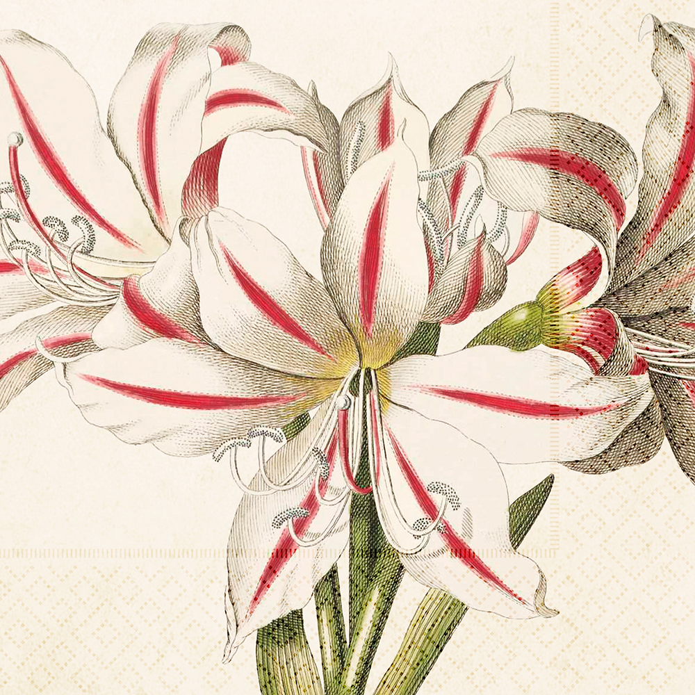 Frokostservietter Amaryllis  20 stk. Sköna Ting
