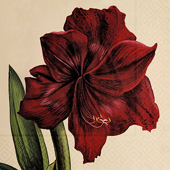 Frokostservietter Amaryllis Rød 20 stk. Sköna Ting