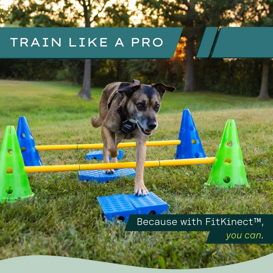 FitPAWS –  FitKinect  Core - 6