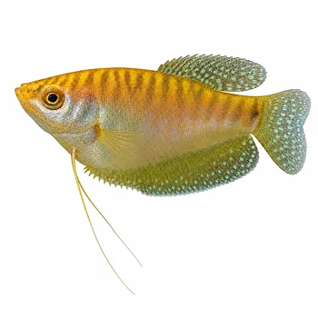 Guldgurami (Trichopodus trichopterus)
