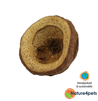Ceramic Nature - Chapeuzinho Pods