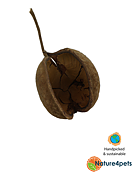 Ceramic Nature - Buddha Pods