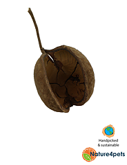 Ceramic Nature - Buddha Pods