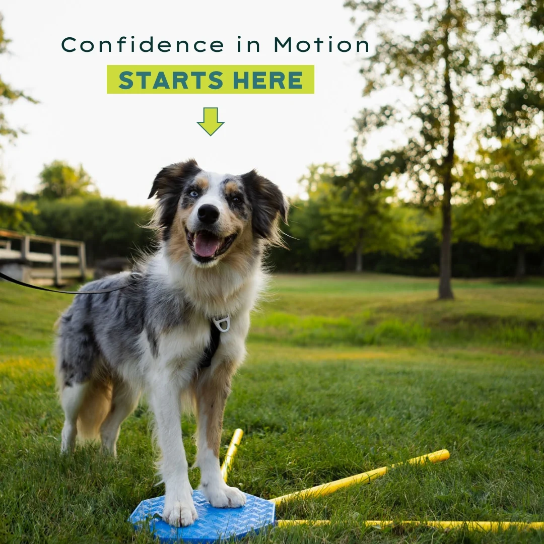 FitPAWS –  FitKinect  Xtra - 5