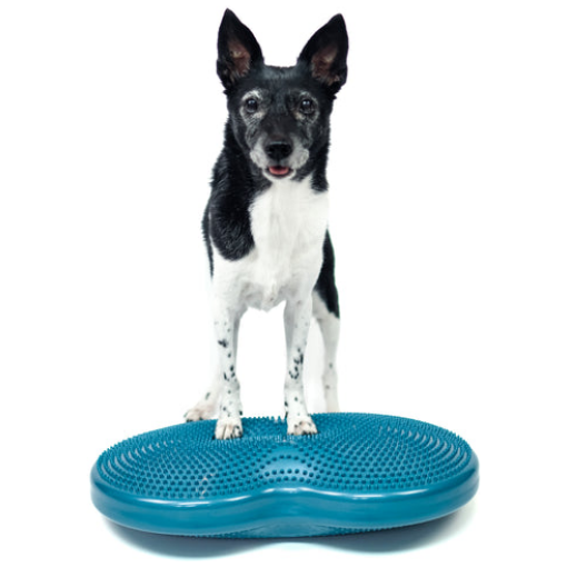 FitPAWS –  Duo Disc