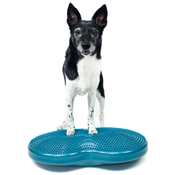 FitPAWS –  Duo Disc