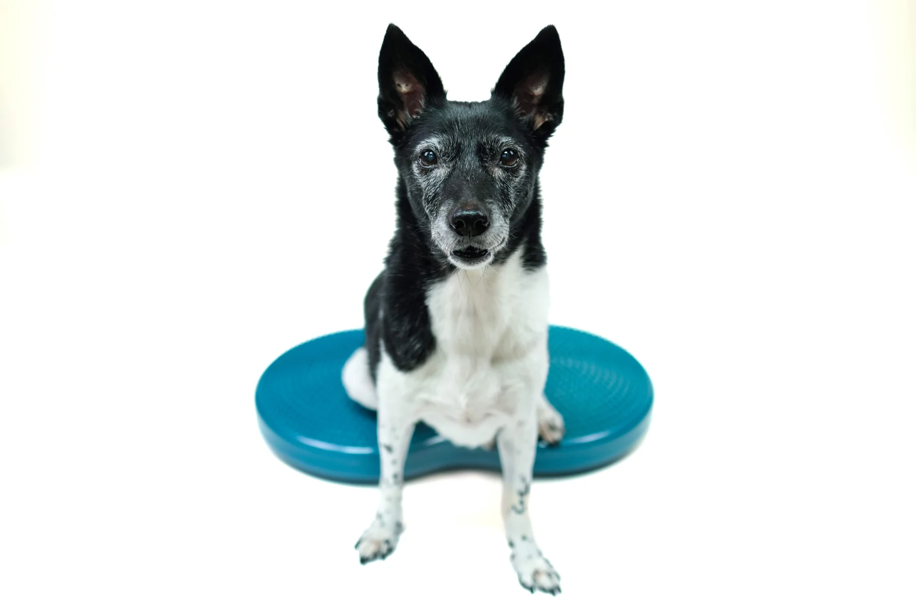 FitPAWS –  Duo Disc - 3