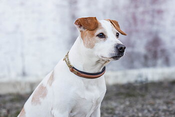 Jacson Asti Hundhalsband Halvstryp Brun 