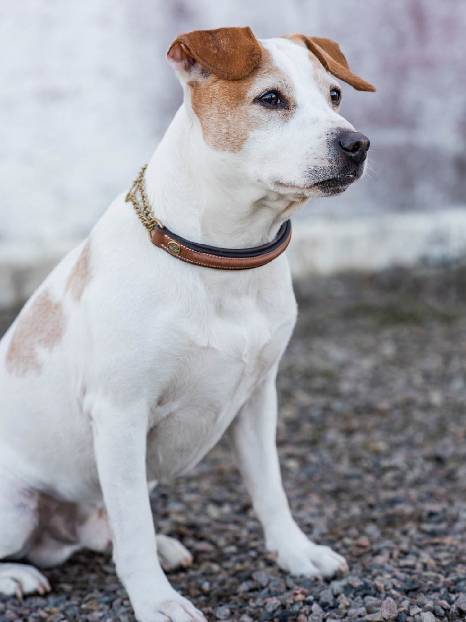 Jacson Asti Hundhalsband Halvstryp Brun  - 6